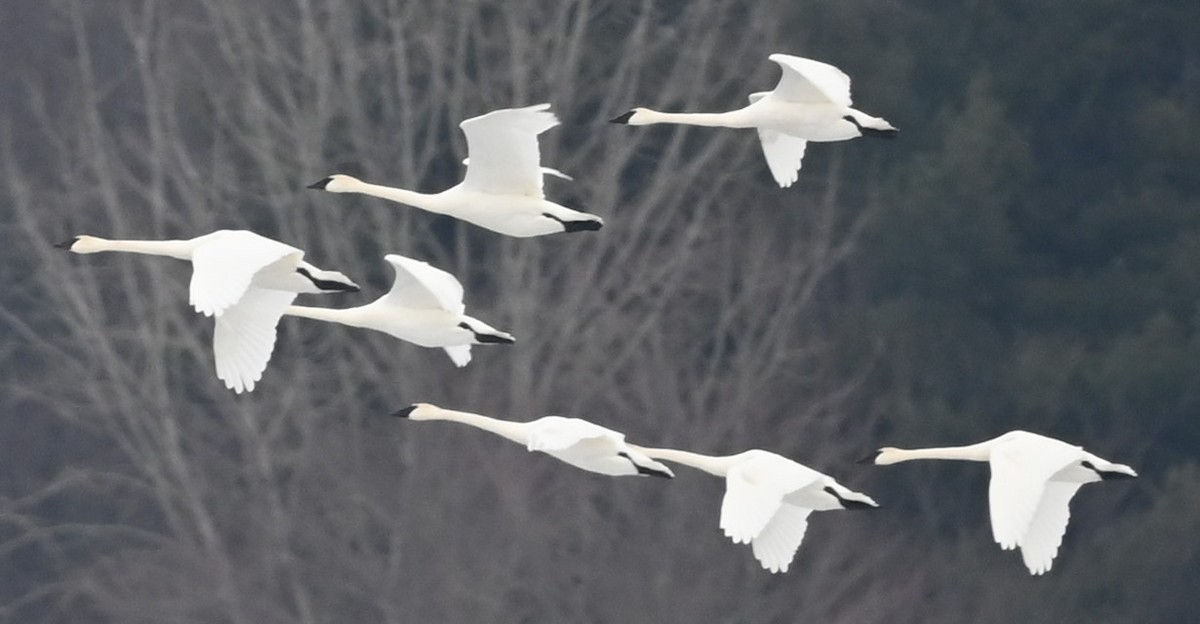 Trumpeter Swan - ML530902511