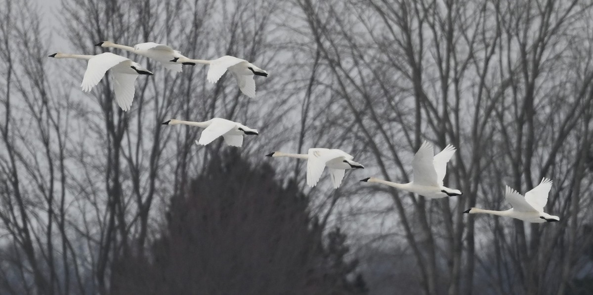 Trumpeter Swan - ML530902521