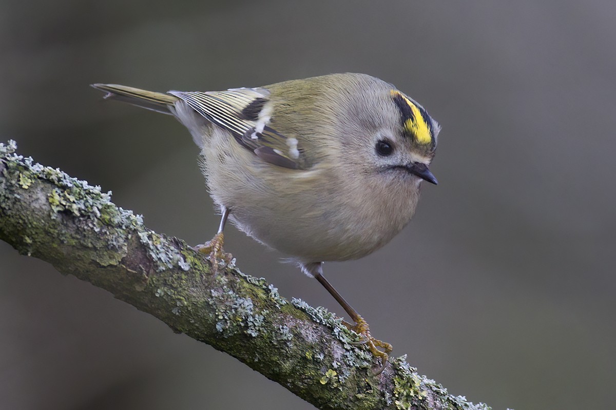 Goldcrest - Korkut Demirbas