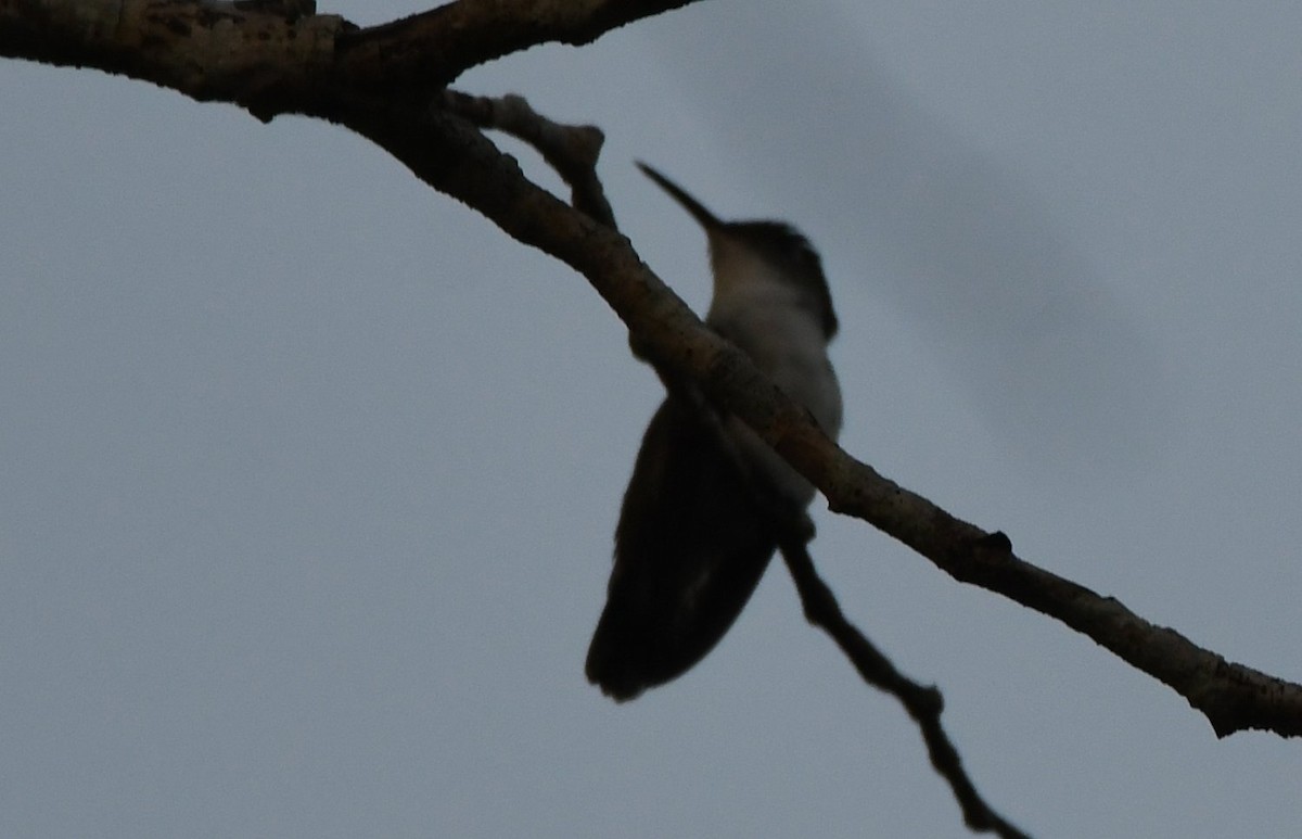 White-bellied Emerald - ML530903631