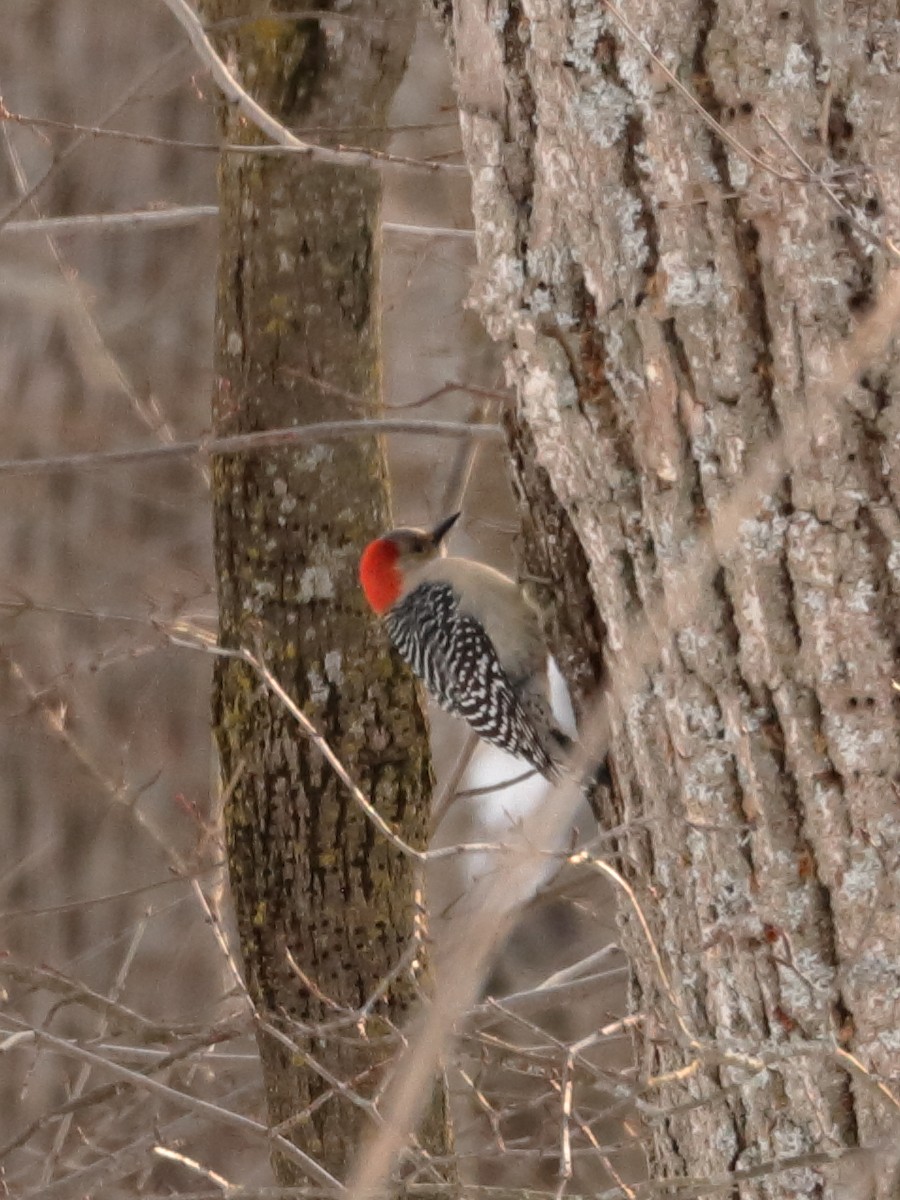 Red-bellied Woodpecker - ML530906471