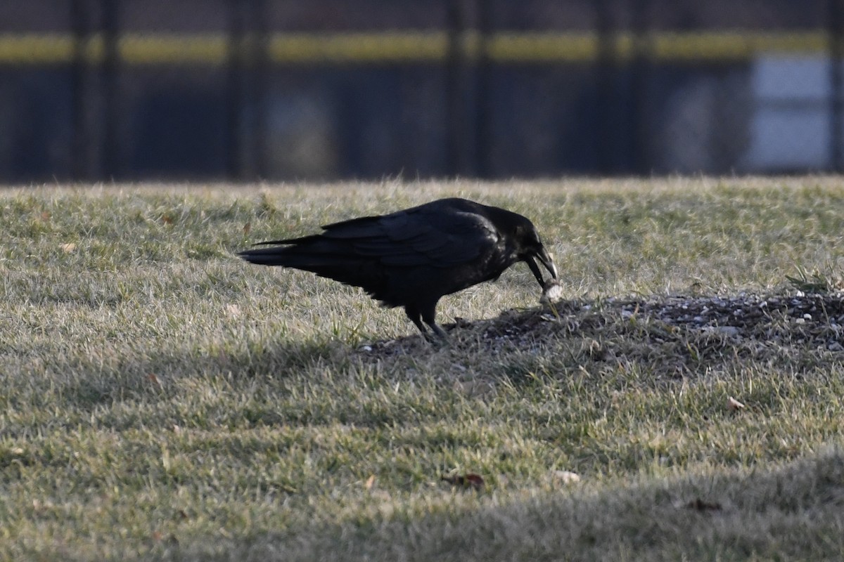 Common Raven - ML530906741