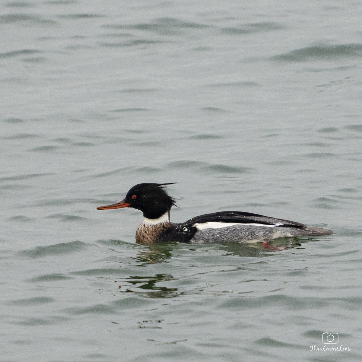 Red-breasted Merganser - ML530907141