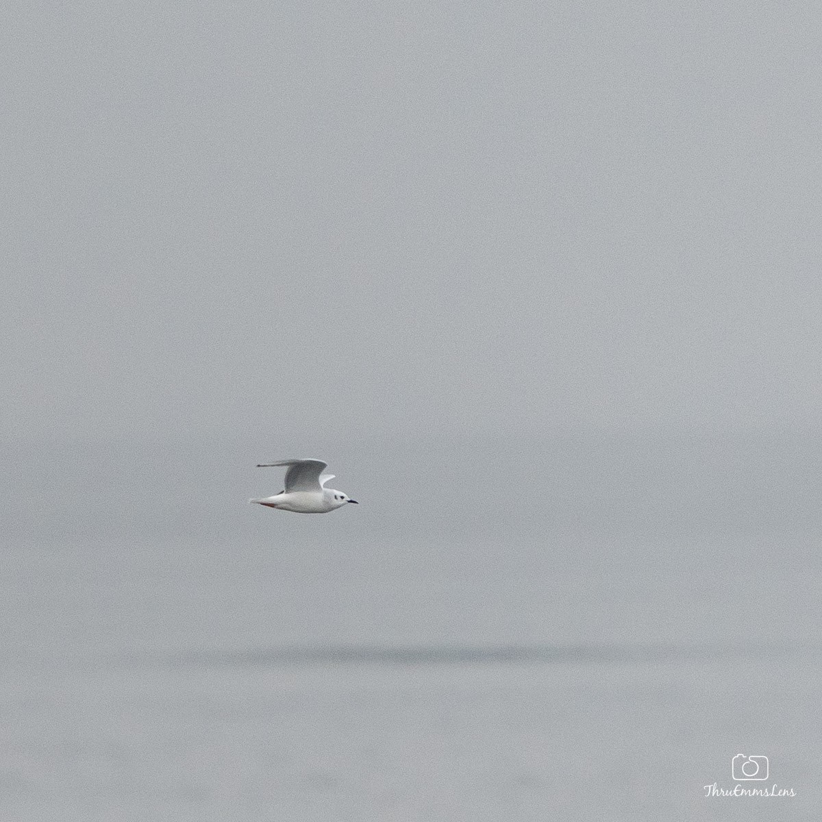 Bonaparte's Gull - ML530907231