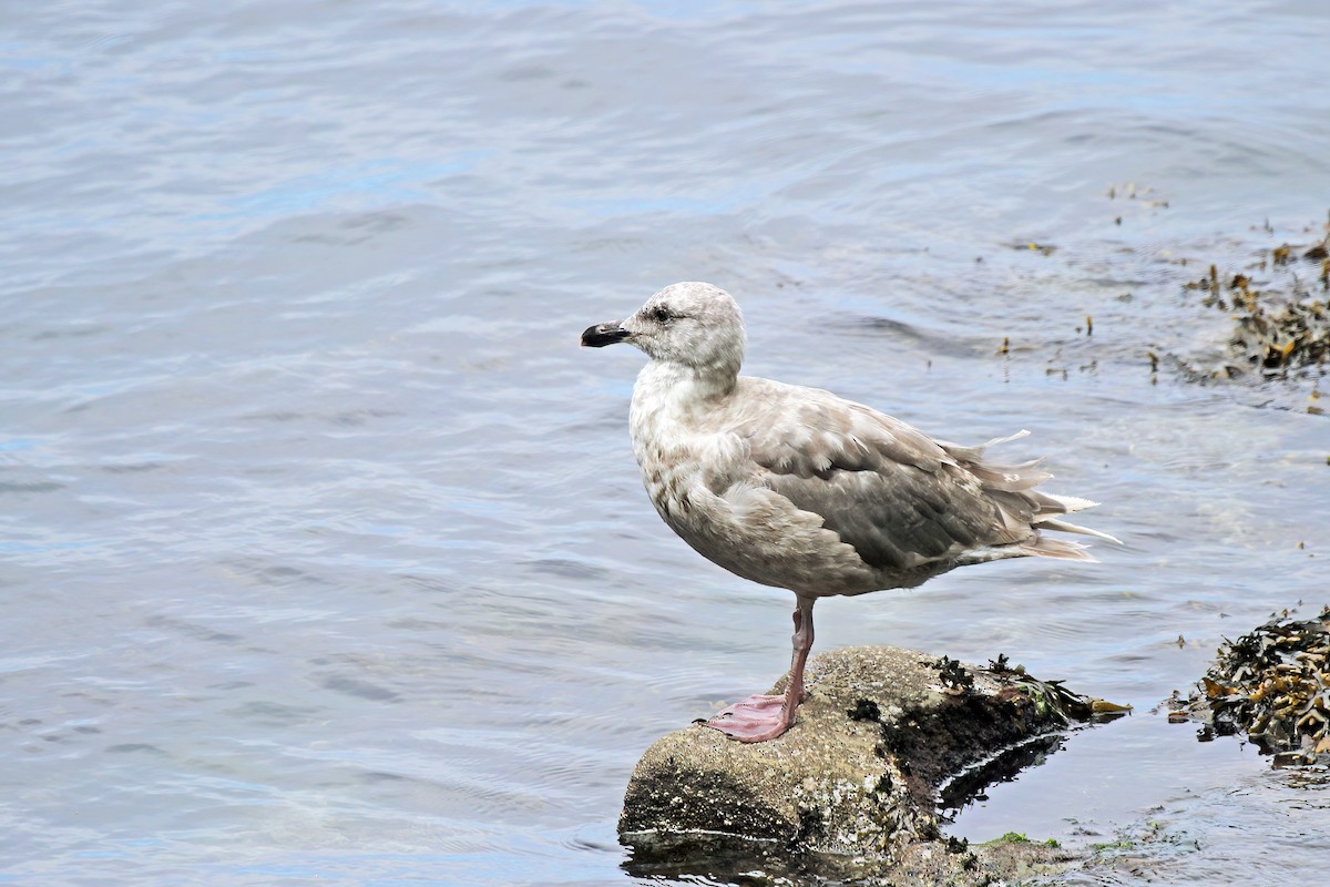 Glaucous-winged Gull - David Lang