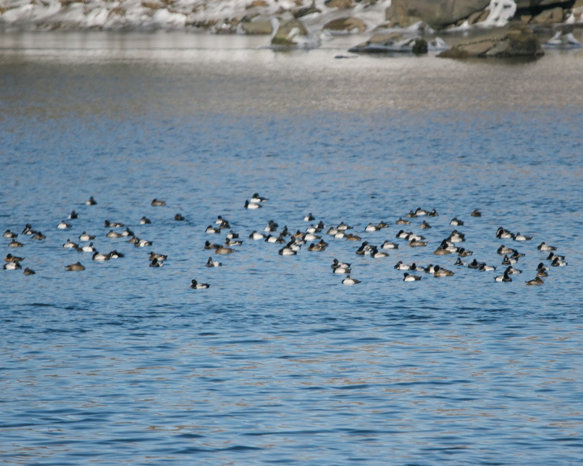 Lesser Scaup - ML530908021