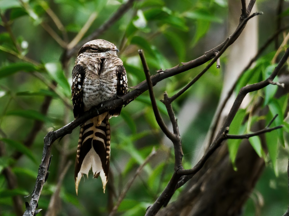 Ladder-tailed Nightjar - ML530909351