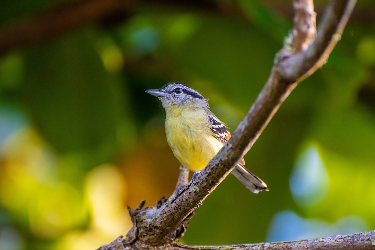 Rufous-margined Antwren - Marcelo Braga