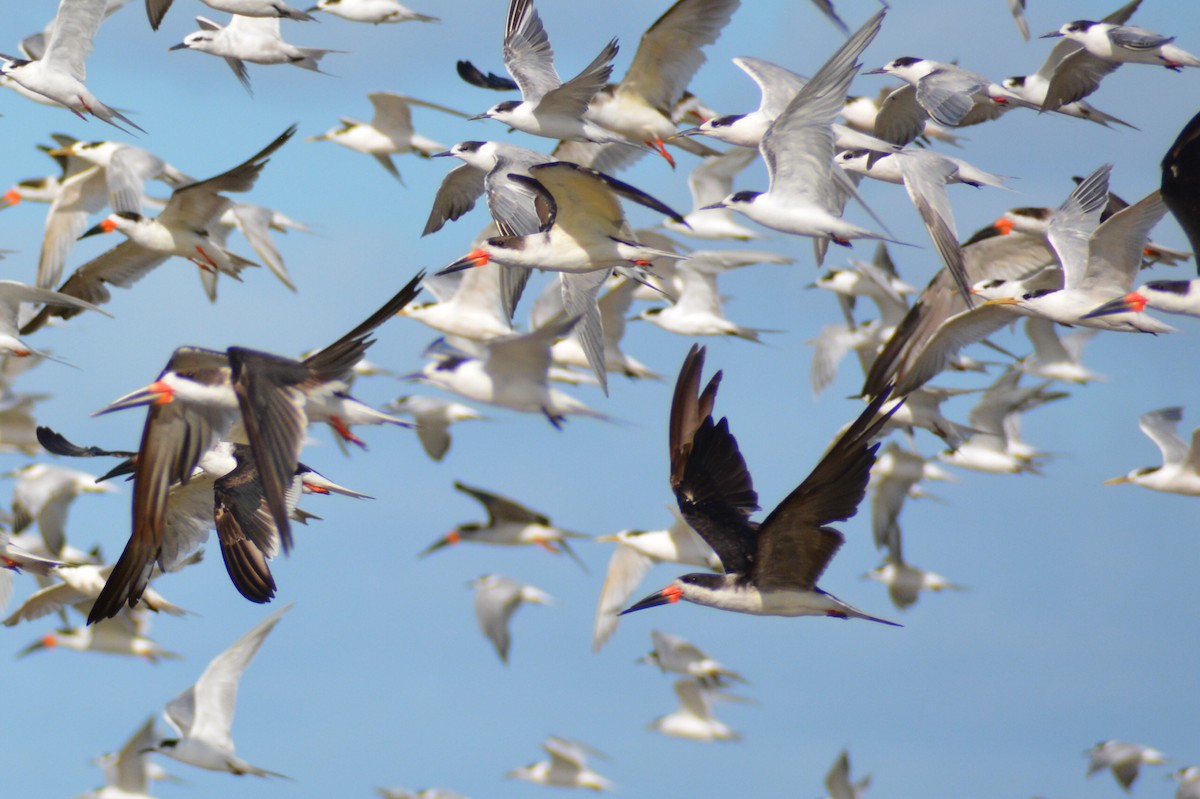 Black Skimmer (cinerascens) - ML530909591