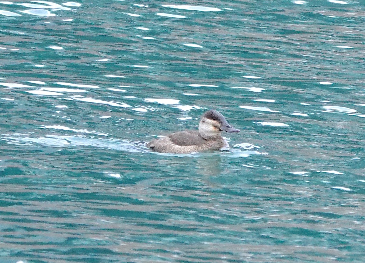 Ruddy Duck - ML530909901