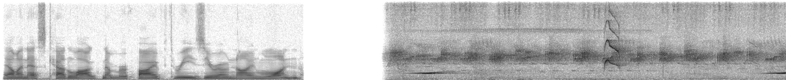 Camaroptère à tête grise (groupe brevicaudata) - ML53091