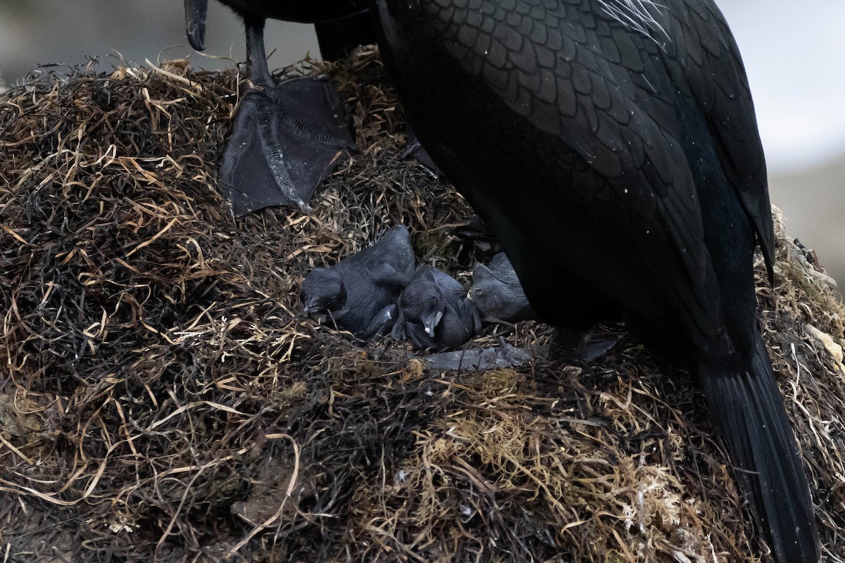 Brandt's Cormorant - Alex Lamoreaux