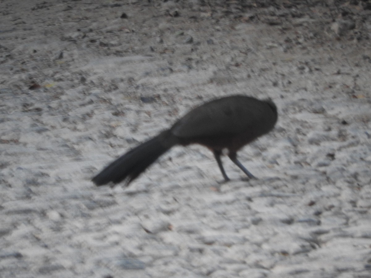 Rufous-bellied Chachalaca - ML530910801