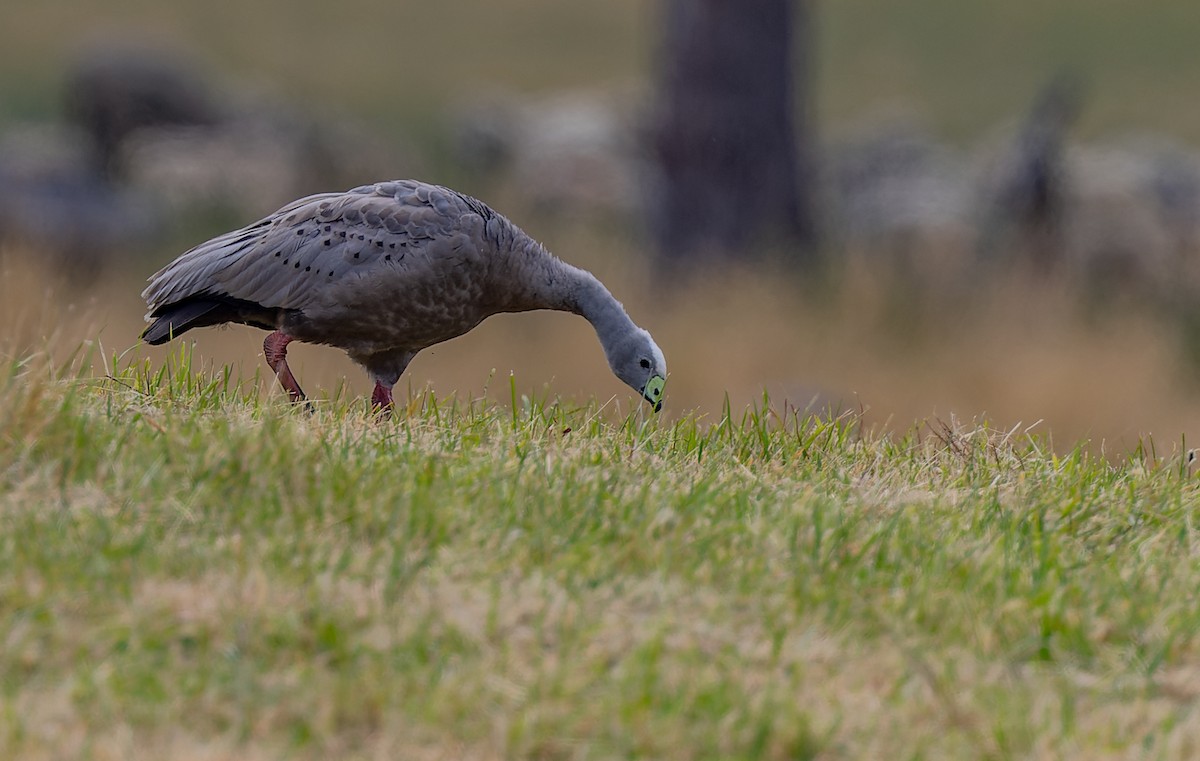 Cape Barren Goose - Geoff Dennis
