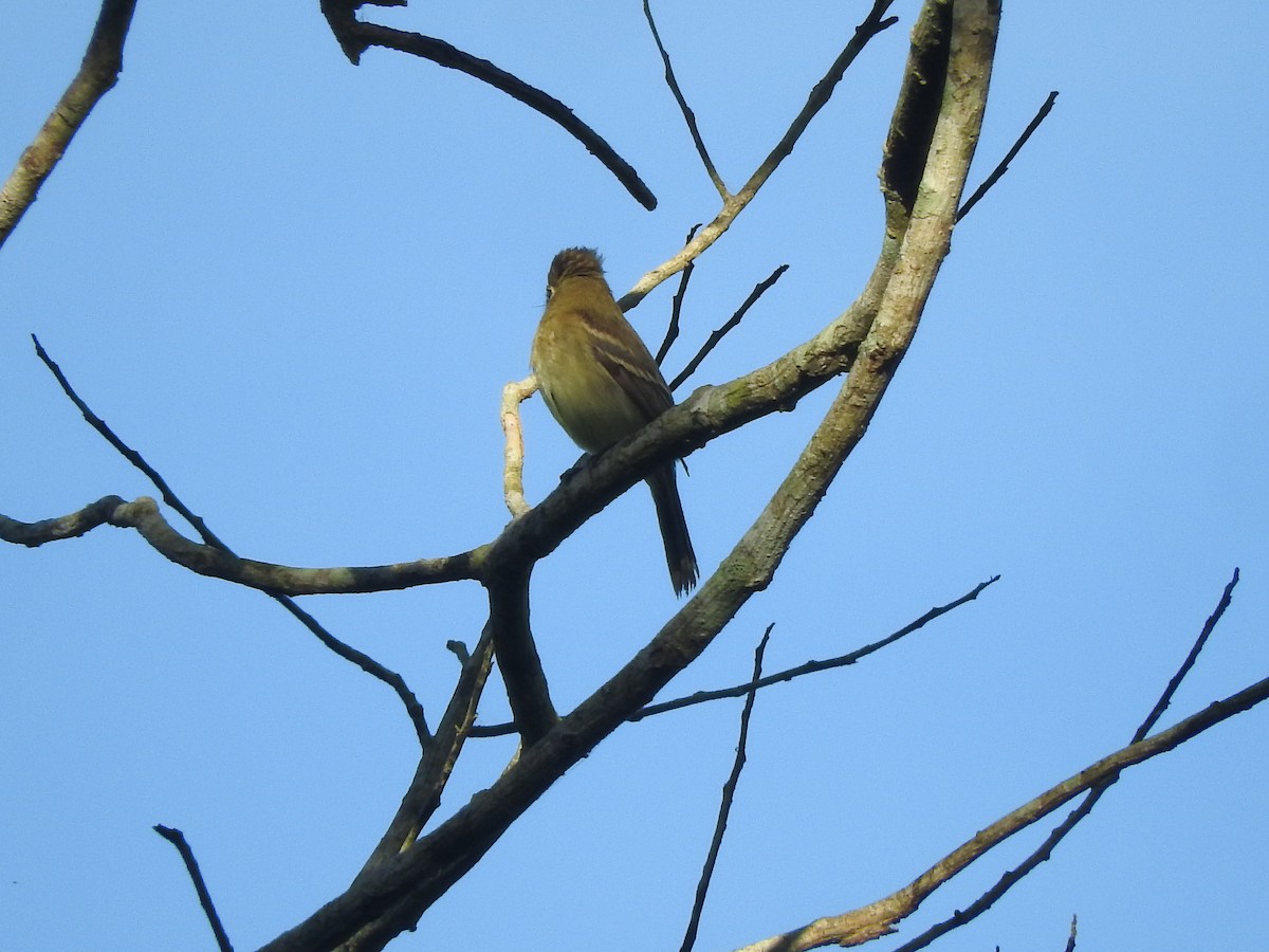 Western Flycatcher (Pacific-slope) - Luis  Morales