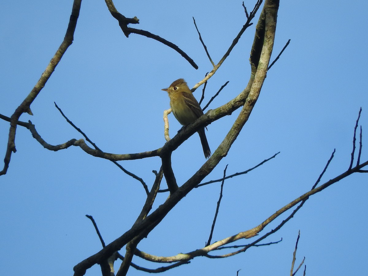 Western Flycatcher (Pacific-slope) - Luis  Morales