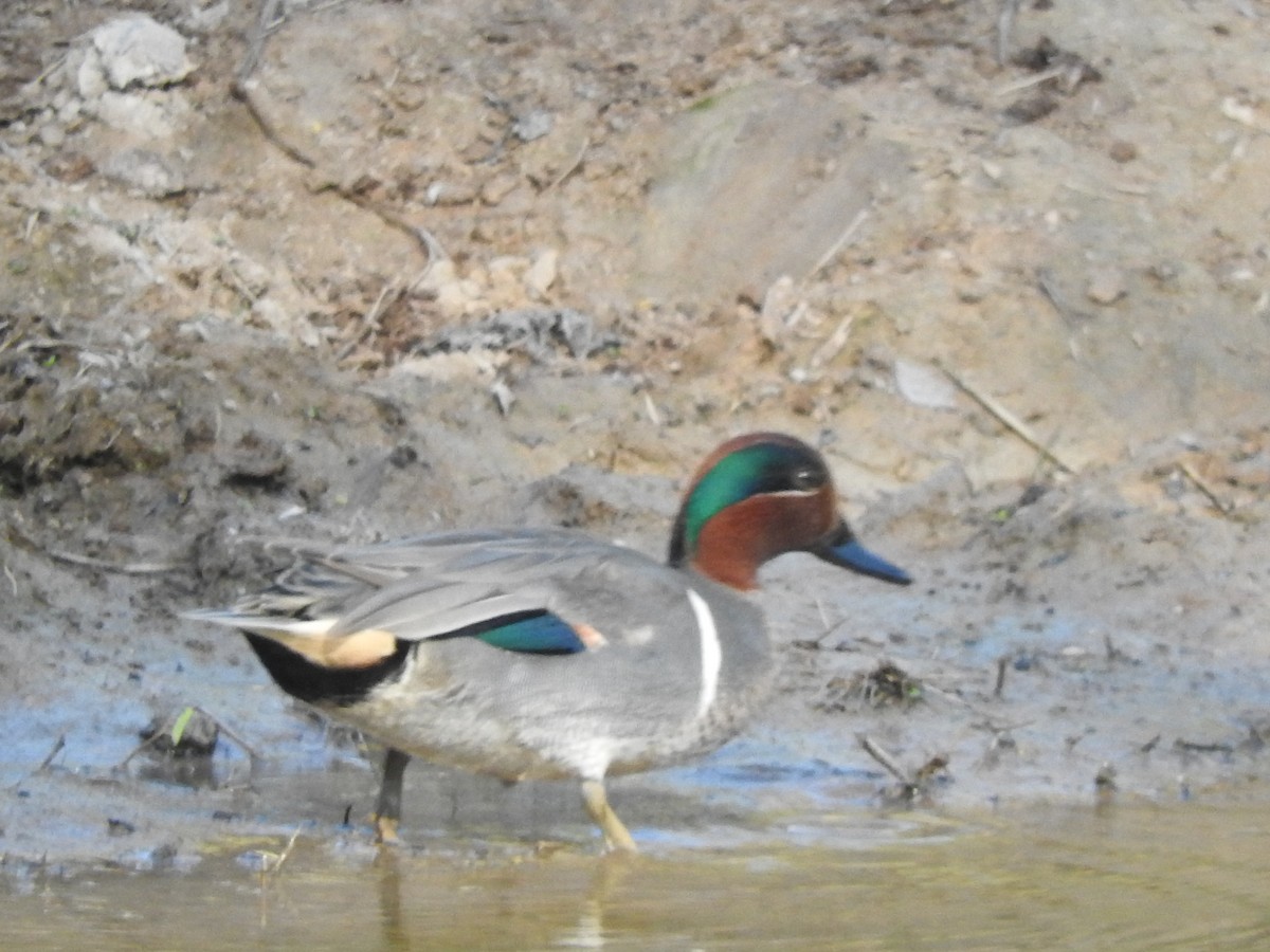 Green-winged Teal - ML530911031