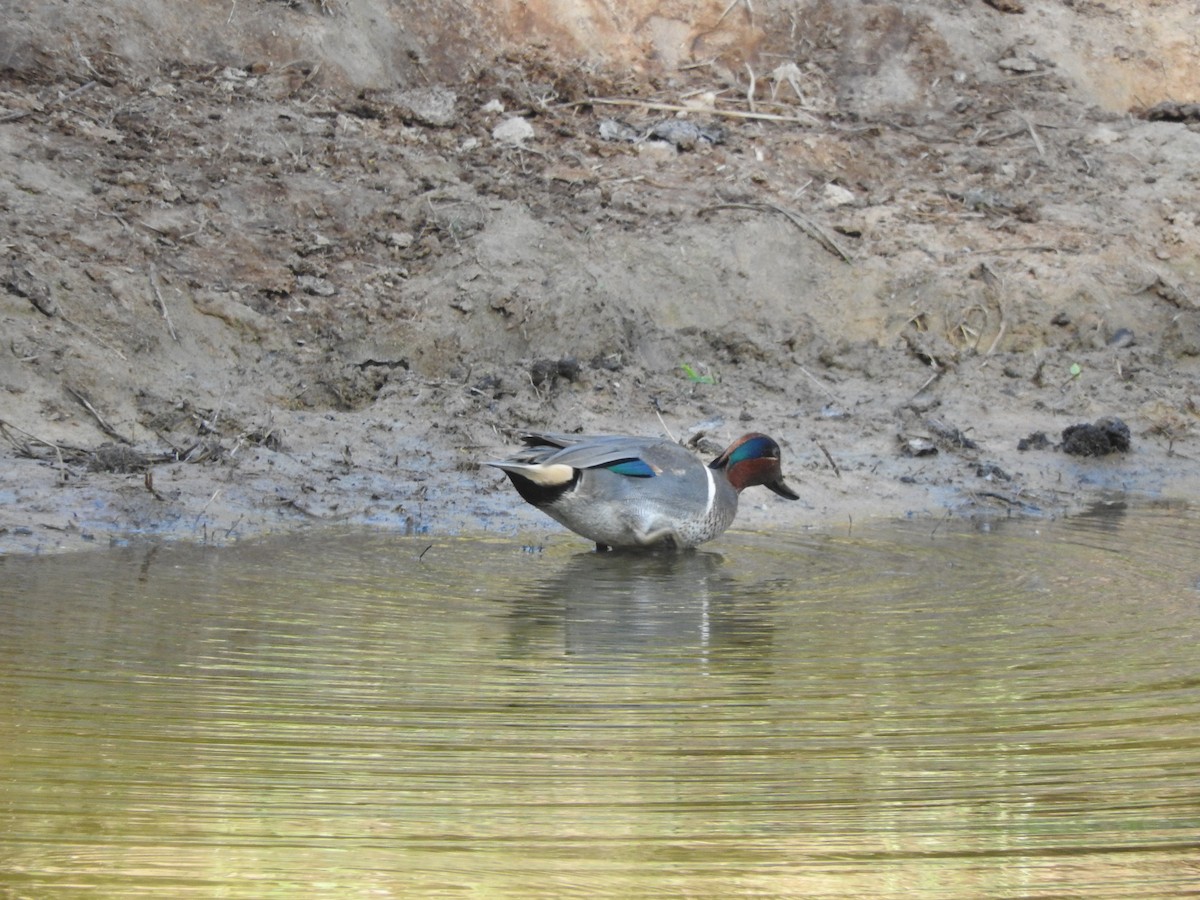 Green-winged Teal - Luis  Morales