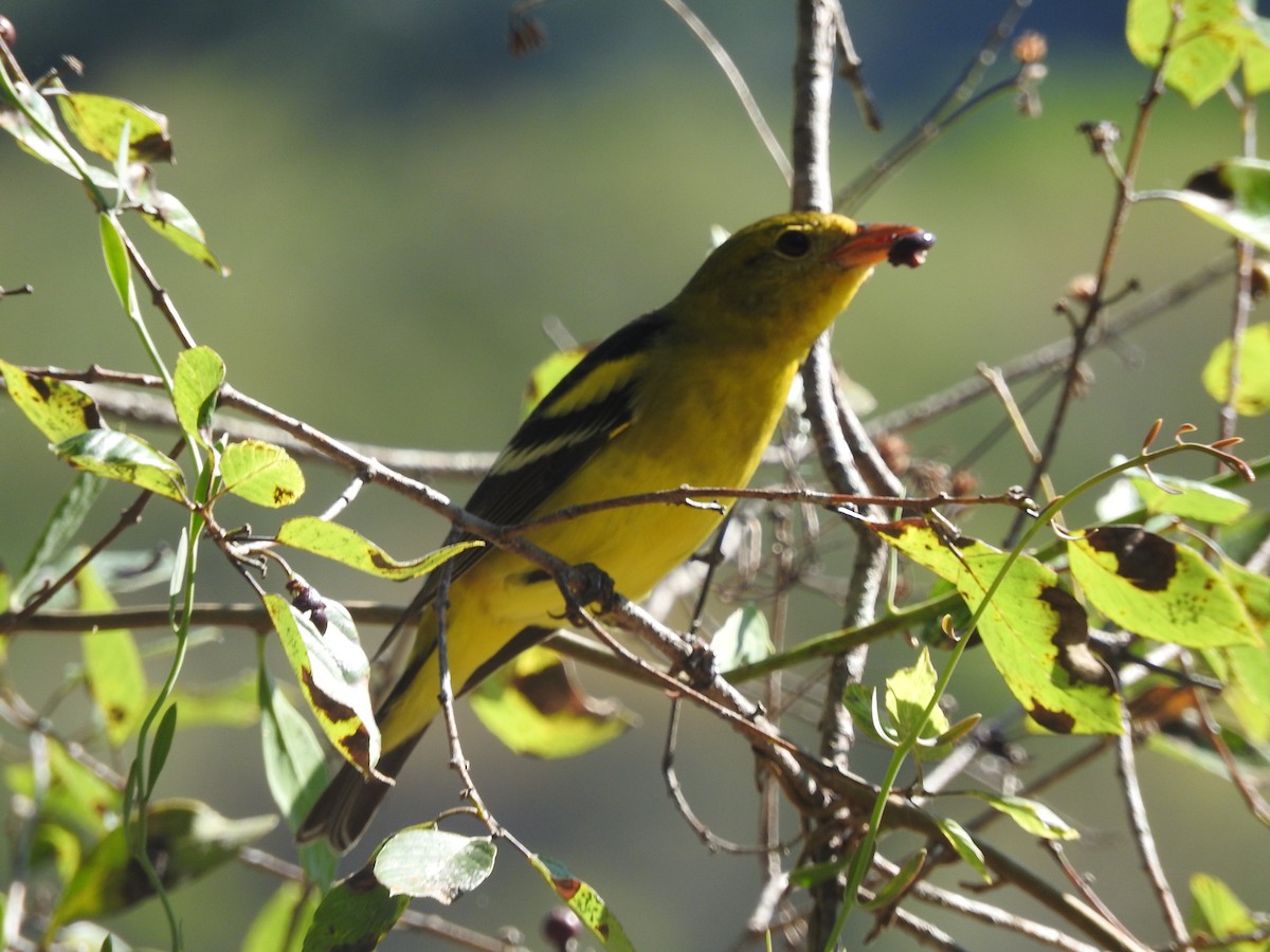 Piranga à tête rouge - ML530911081