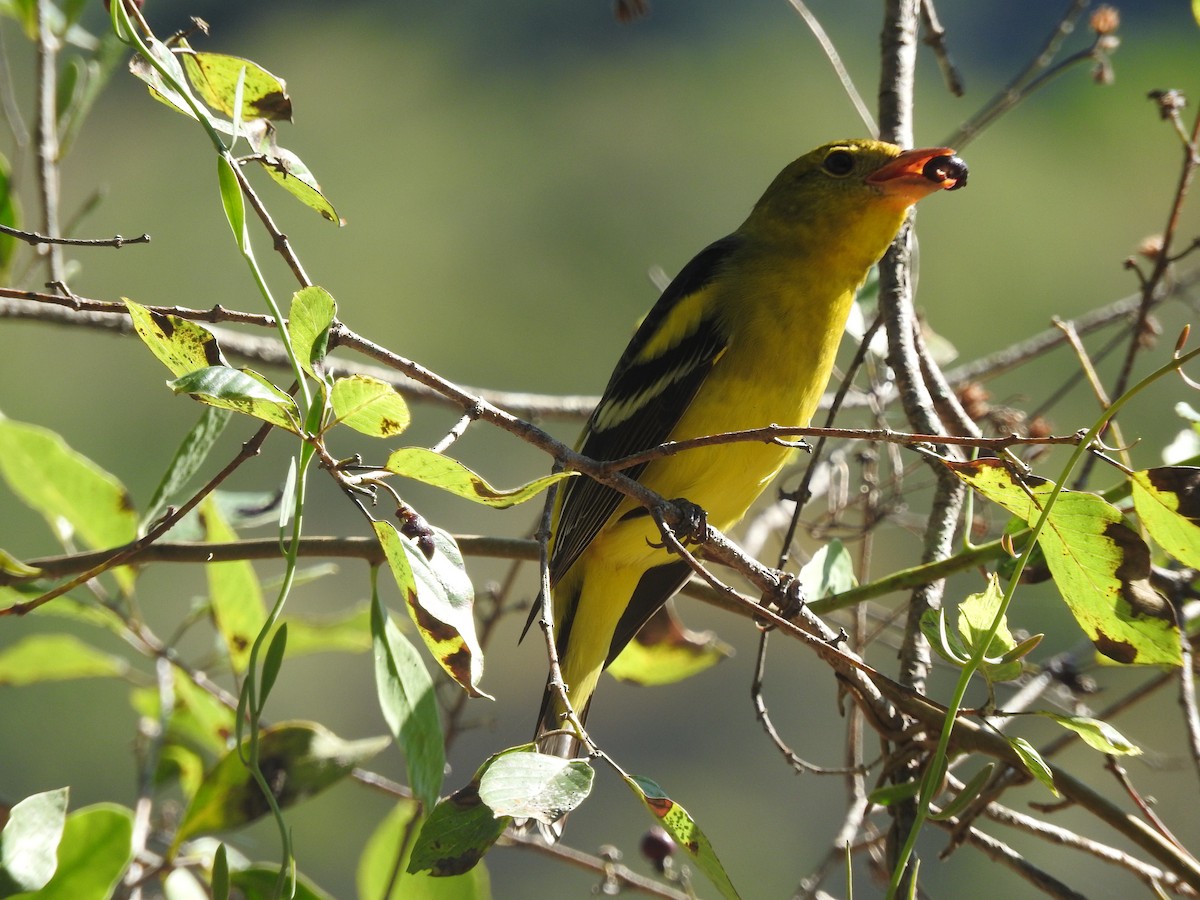 Western Tanager - ML530911091
