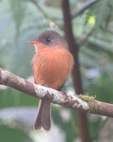 Lesser Antillean Pewee (St. Lucia) - ML530911871