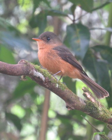 Lesser Antillean Pewee (St. Lucia) - ML530911981