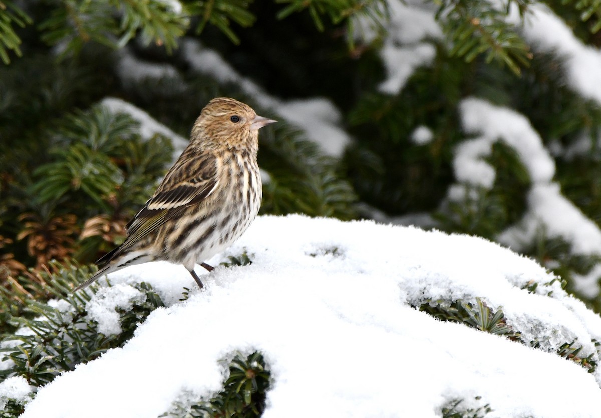 Pine Siskin - ML530912071