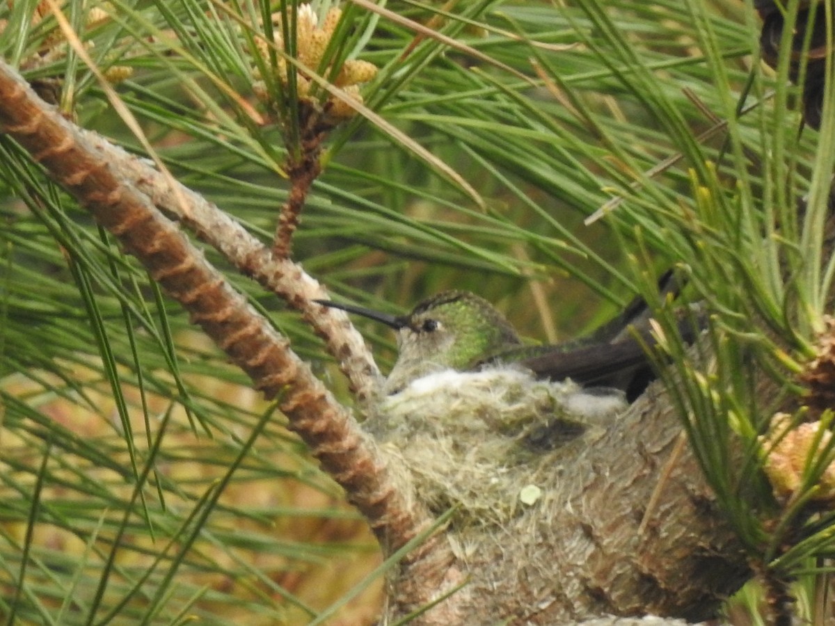 Anna's Hummingbird - ML530913581