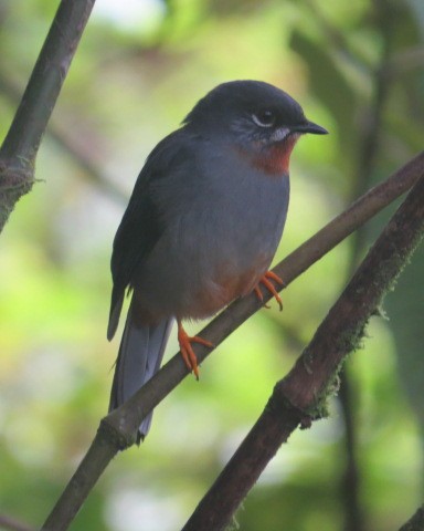 Solitario Gorjirrufo (grupo genibarbis) - ML530914121