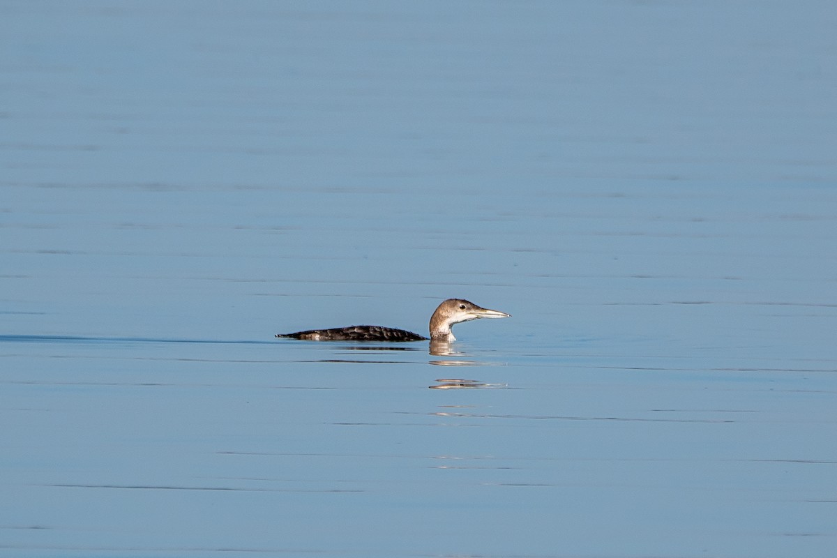 Common Loon - ML530914191