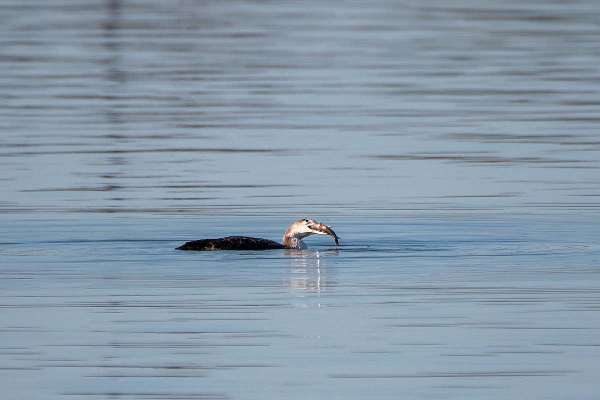 Common Loon - ML530914201