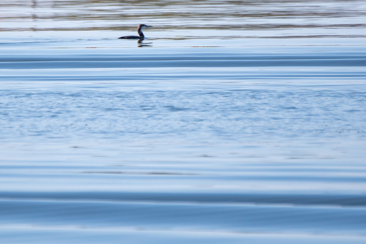 Common Loon - ML530914211