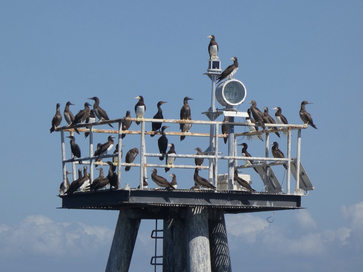 Brown Booby (Atlantic) - Eric Plage