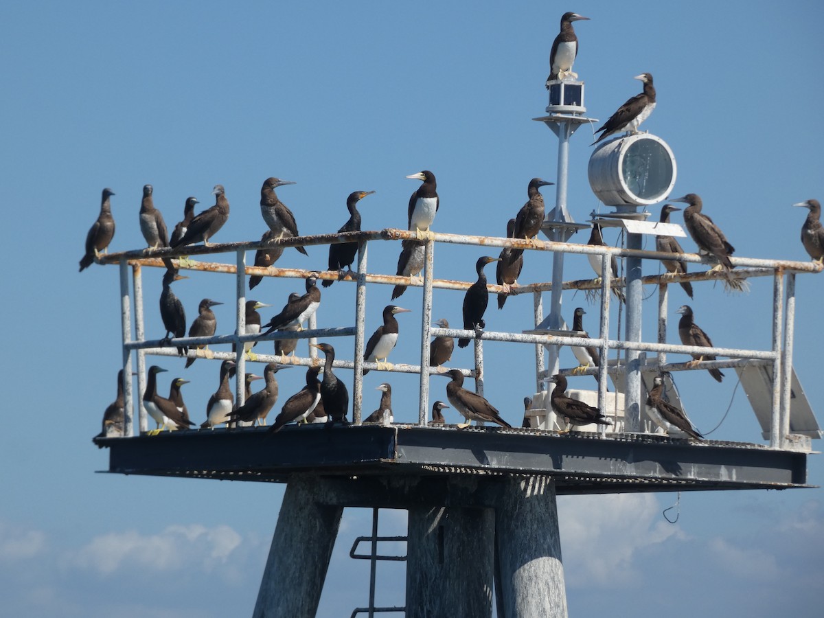 Brown Booby (Atlantic) - Eric Plage