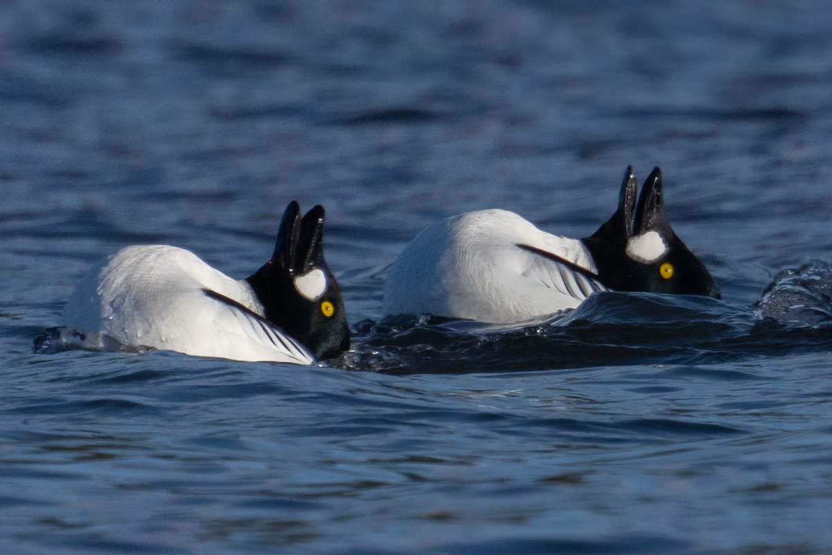 Common Goldeneye - ML530915491