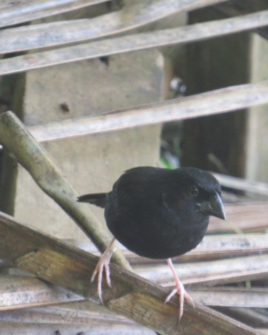 St. Lucia Black Finch - ML530915591