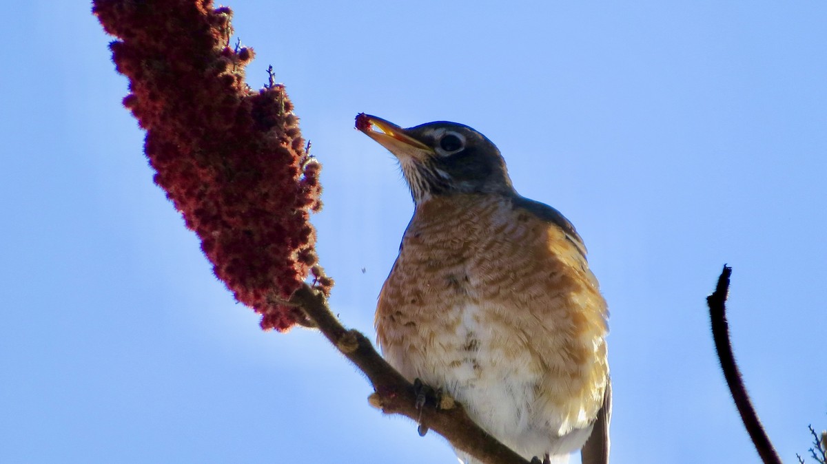 American Robin - ML530915761