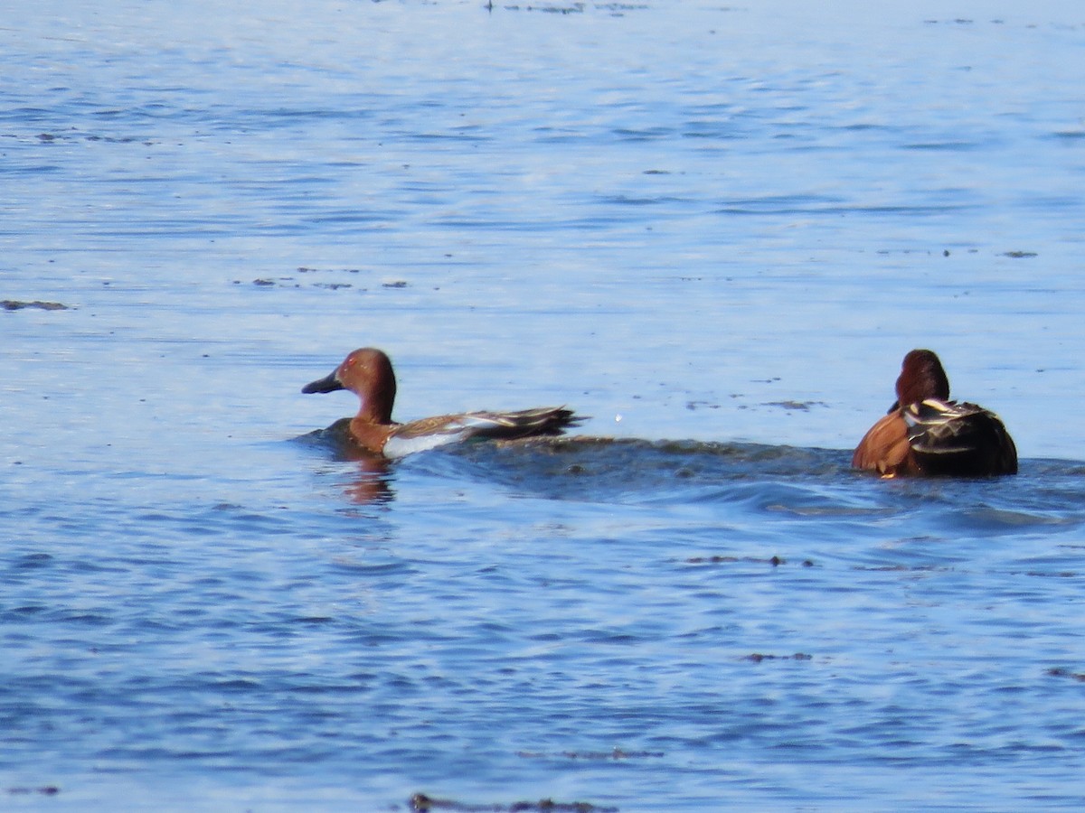 Cinnamon Teal - Victor Stoll