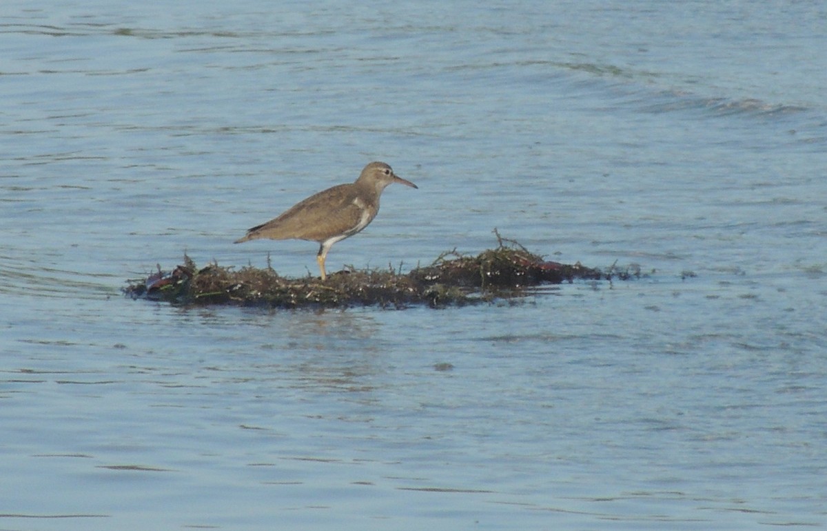 Spotted Sandpiper - Gary & Kathy Harris