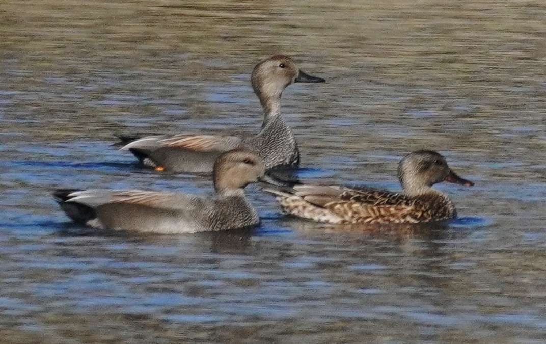 Gadwall - Gary Fogerite