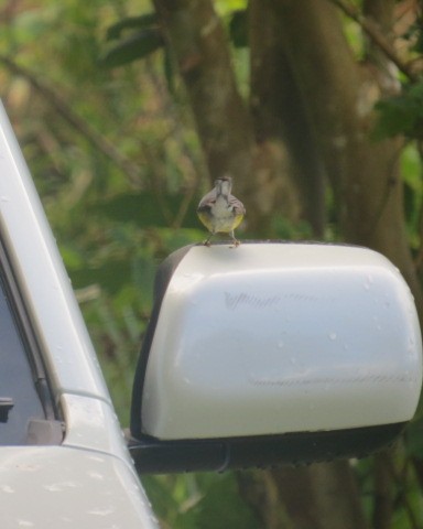 St. Lucia Warbler - ML530916931