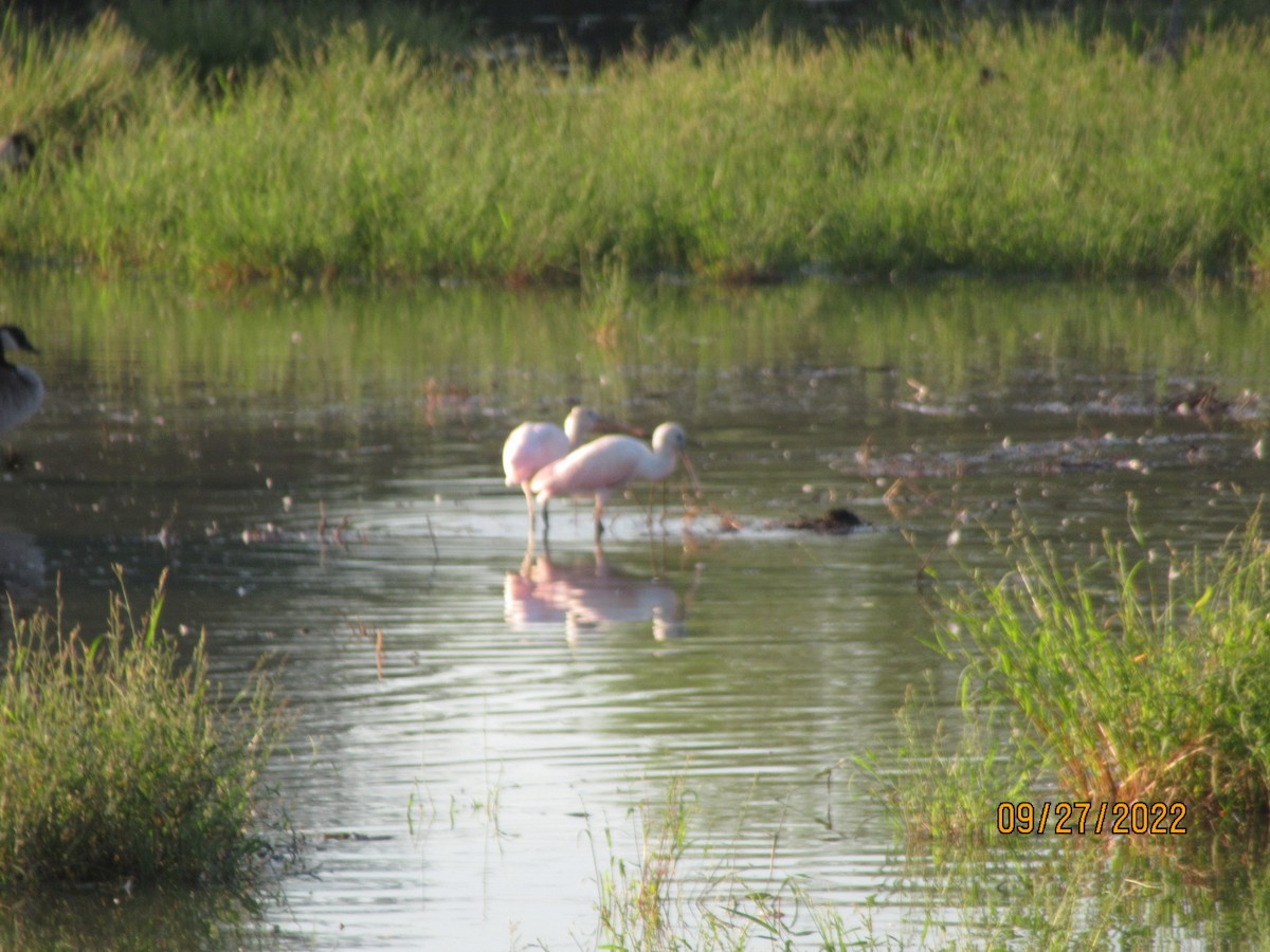 Roseate Spoonbill - Janet Golio