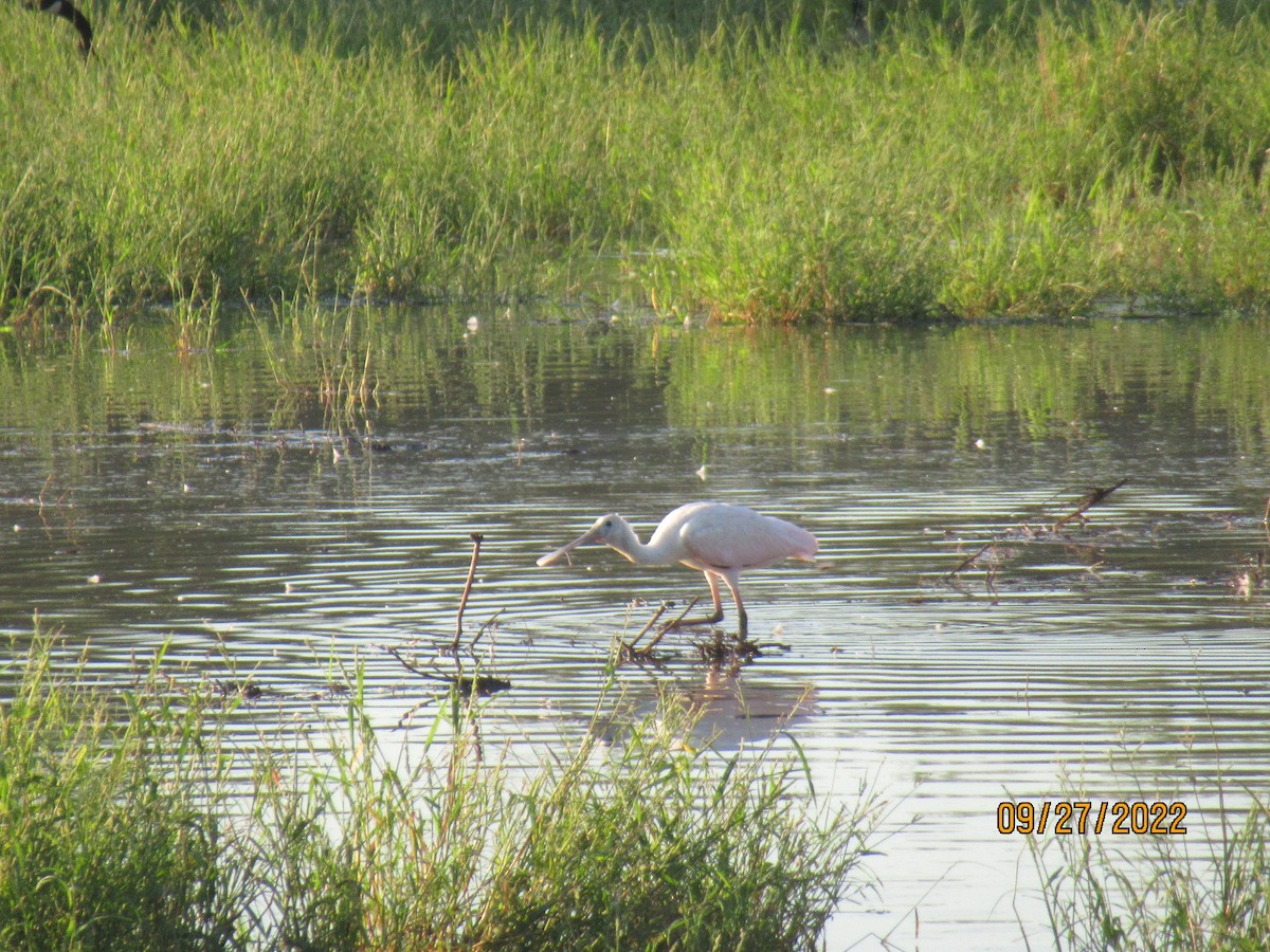 Roseate Spoonbill - ML530917341