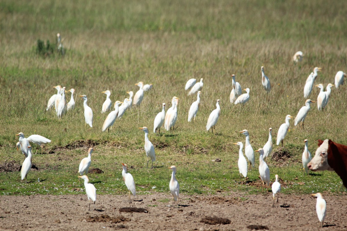 Египетская цапля (ibis) - ML530917901