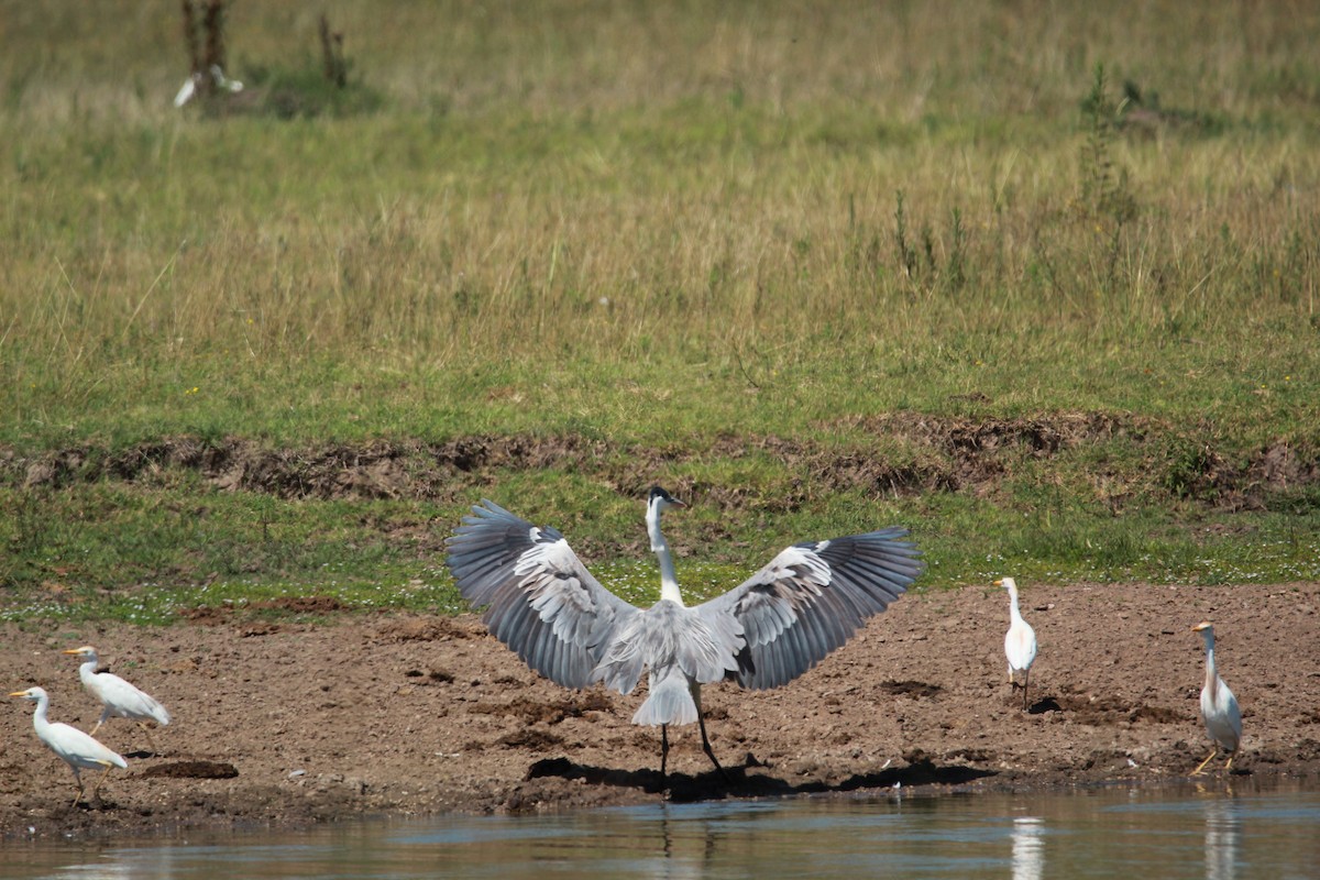 Garza Cuca - ML530918031