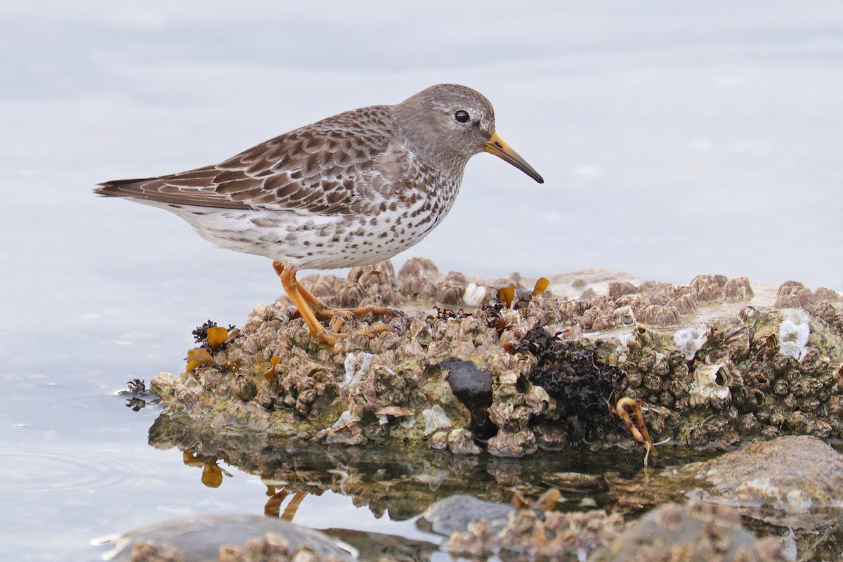 Rock Sandpiper - Nathan Wall