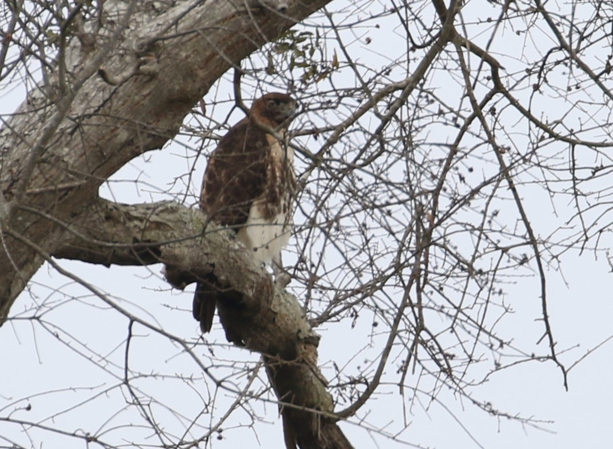 Red-tailed Hawk - ML530920311