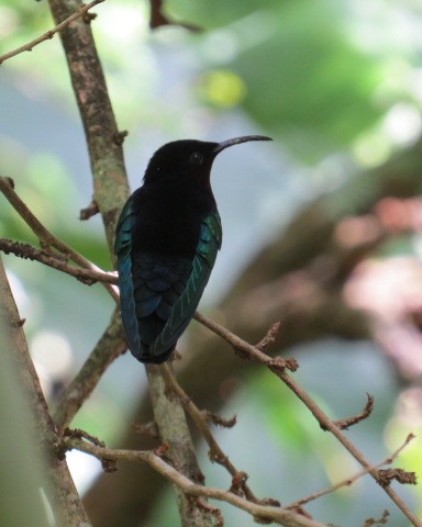 Purple-throated Carib - ML530921121