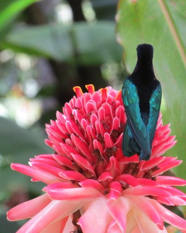 kolibřík nachovohrdlý - ML530921211