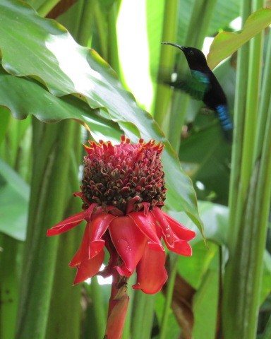 Purple-throated Carib - ML530921231